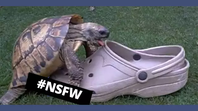 miniature-youtube-animaux-baise-objets