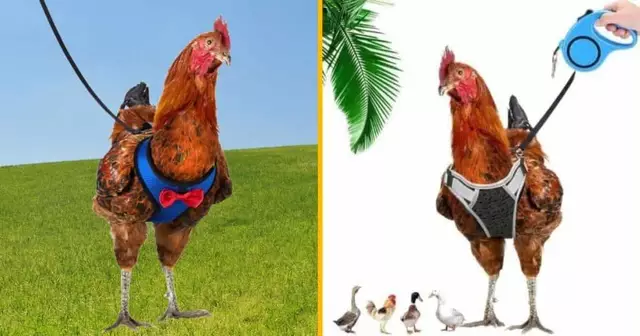 harnais-poule-promenade