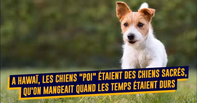 chiens