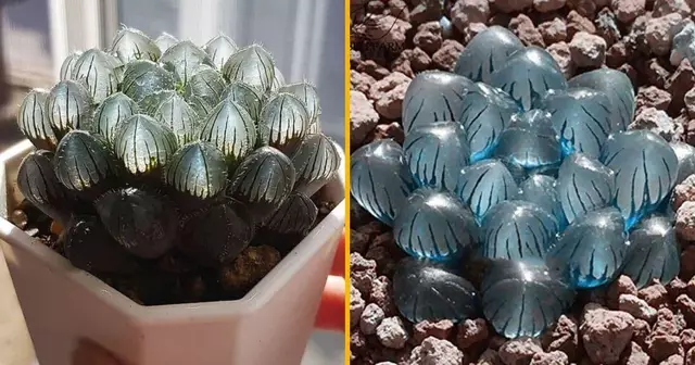 graines-succulentes-transparentes