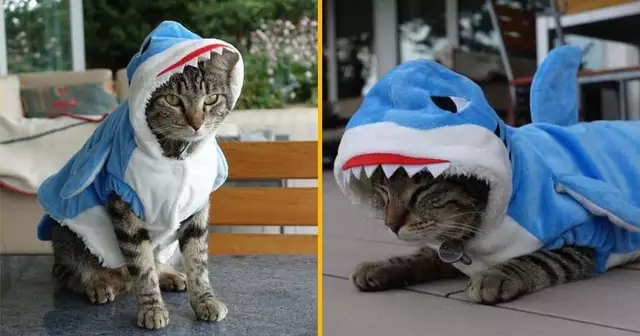 costume-chat-requin