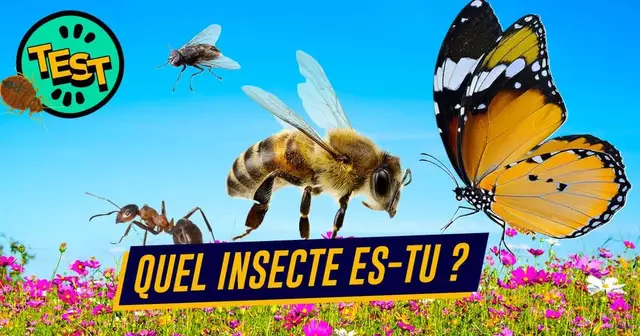 UNE_TOP_TEST_INSECTE