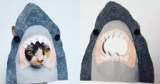 bonnet-requin-chat