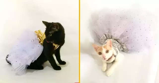 robe-princesse-pour-chat