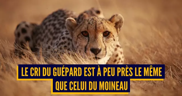 CRI ANIMAUX RIDICULES