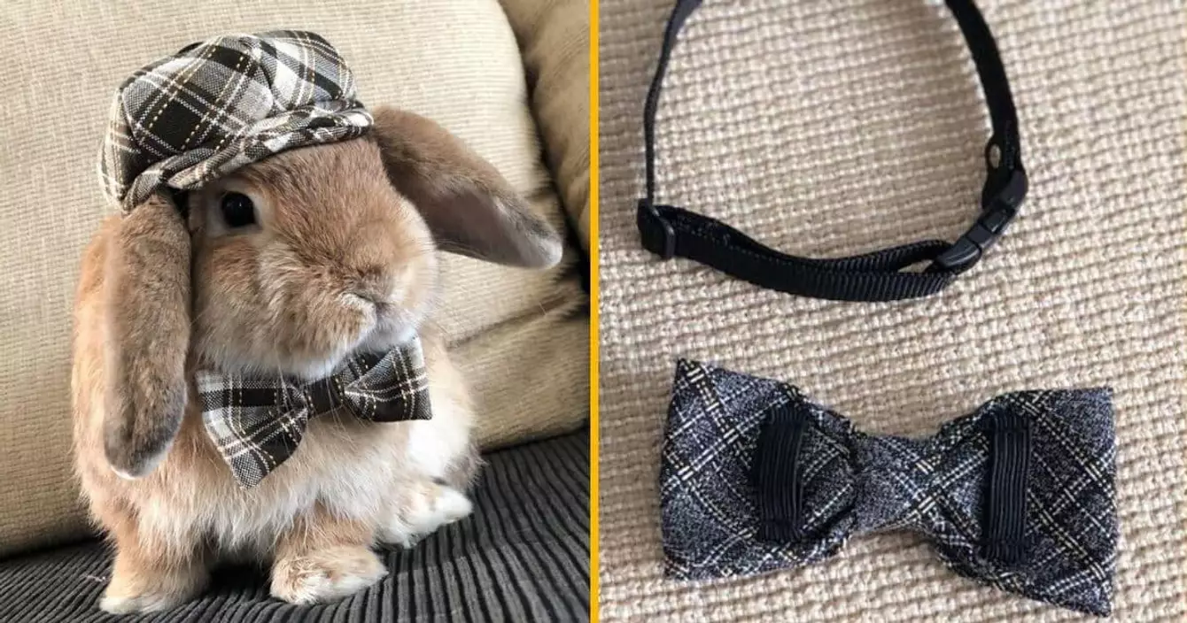 un-noeud-papillon-pour-lapin-la-mignonnerie-absolue