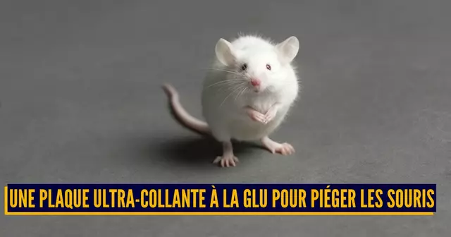 ASTUCES ANTI NUISIBLES