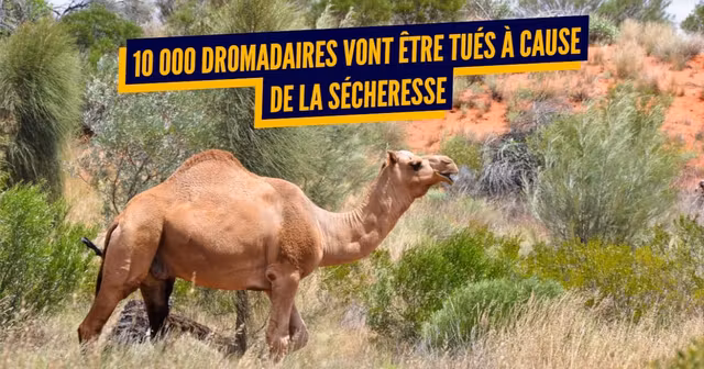 dromadaire