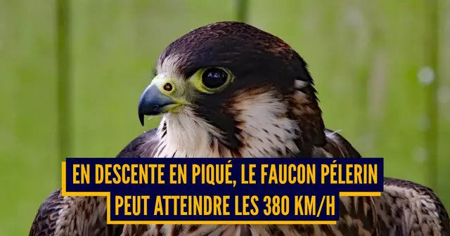 une animaux rapides