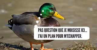 une_canard