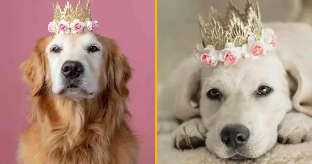 couronne-princesse-chien