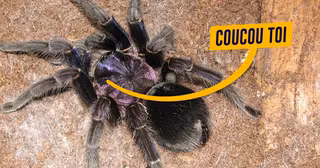 une_redac_coucou-toi