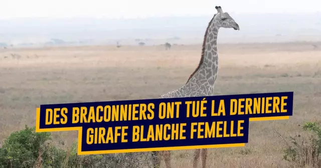 une_girafes.jpg