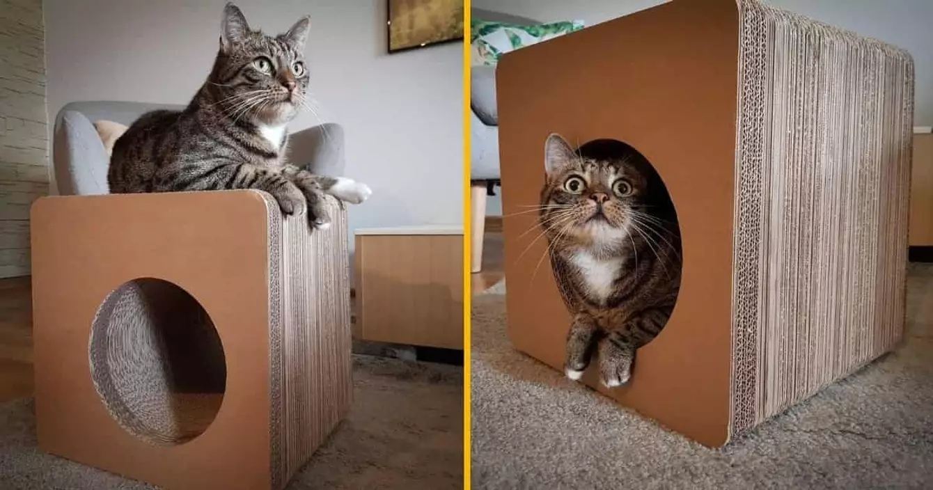 griffoir-carton-maison