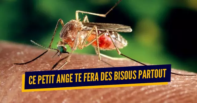 une_moustique_compagnie