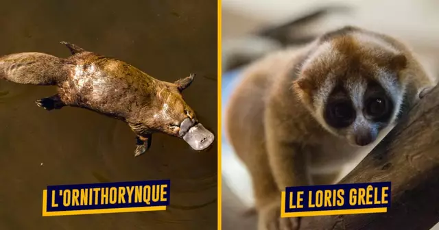 AnimauxVenimeuxSavaitPas