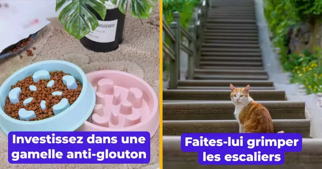 chat glouton