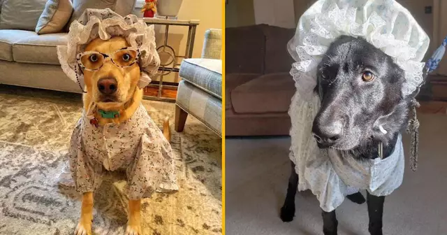 deguisement-grand-mere-chien