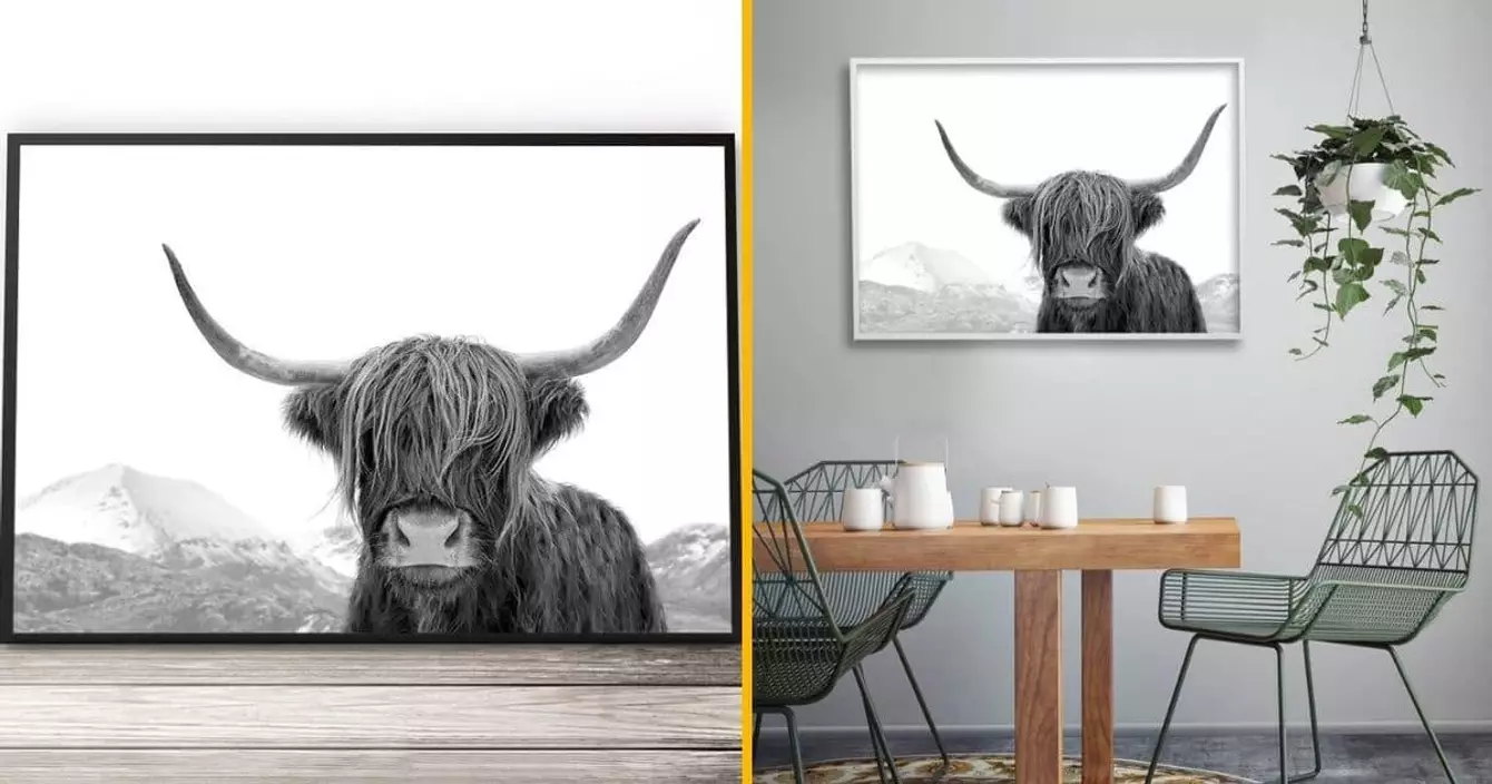 affiche-vache-highlands