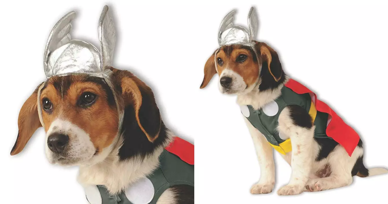 chien-deguisement-thor