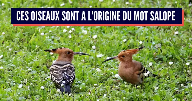 Huppe_Fasciée_(couple)