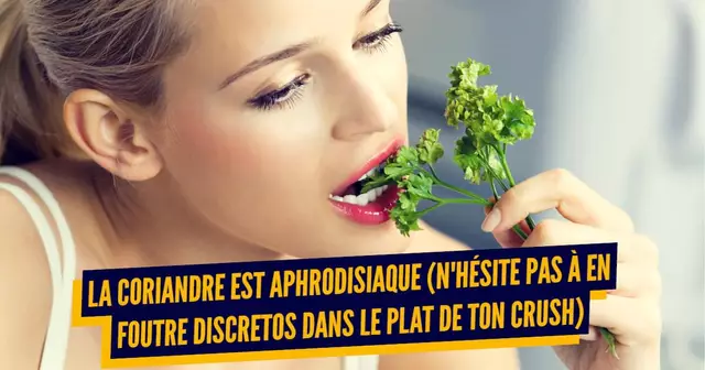 coriandre