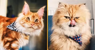 un-chapeau-coccinelle-pour-chat