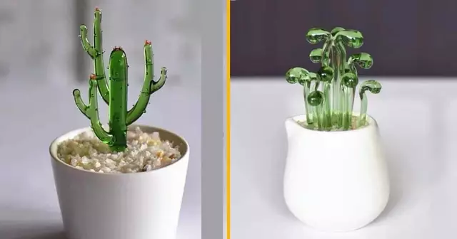 succulentes-verre-transparent