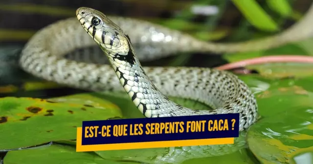 UNE_TOP_REPONSES_SERPENTS