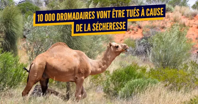 dromadaire