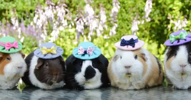 jolis-petits-chapeau-ete-cochons-inde