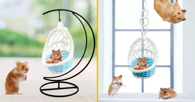 fauteuil-suspendu-rongeur