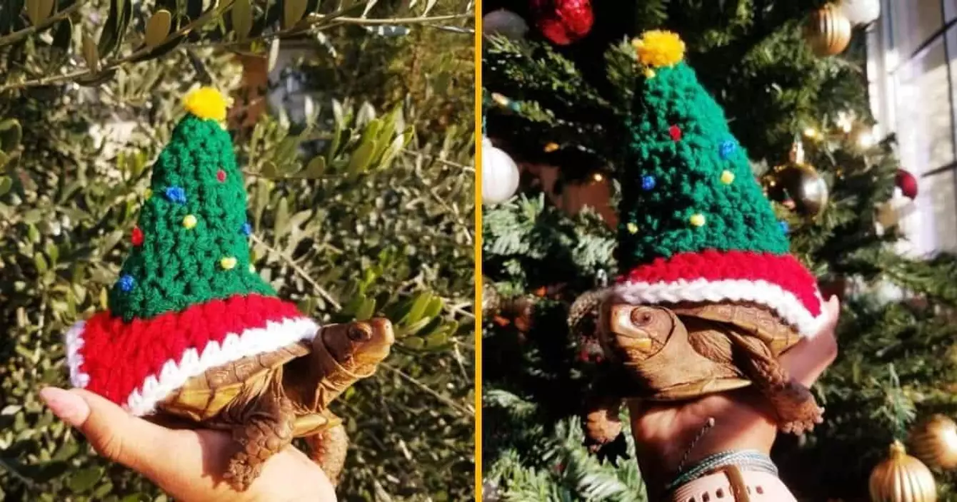 costume-sapin-noel-tortue