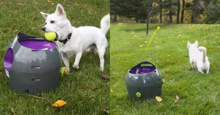 lanceur-automatique-chien