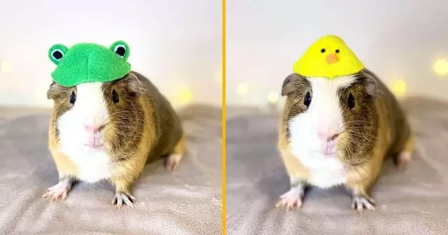 chapeau-animaux-hamster