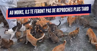 une_19_chats