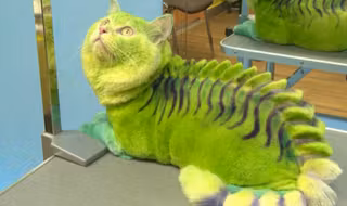 video-undefined-21730B4300000578-995_636x358