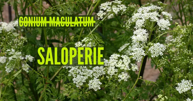 Conium_maculatum_5435830