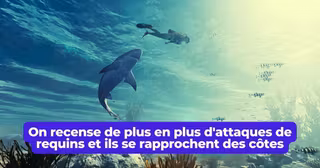 requin