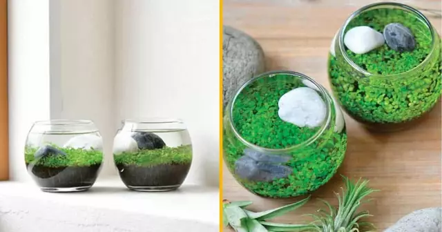 jardin-eau-petit-paysage-serein