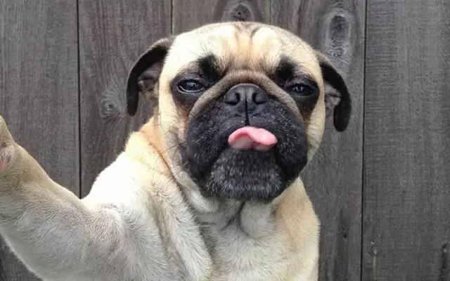 selfie chiens