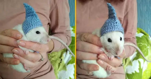 couronne-cochon-dinde