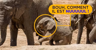 UNE_REDAC_elephanteau