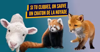 une_bebes_animaux_mignons