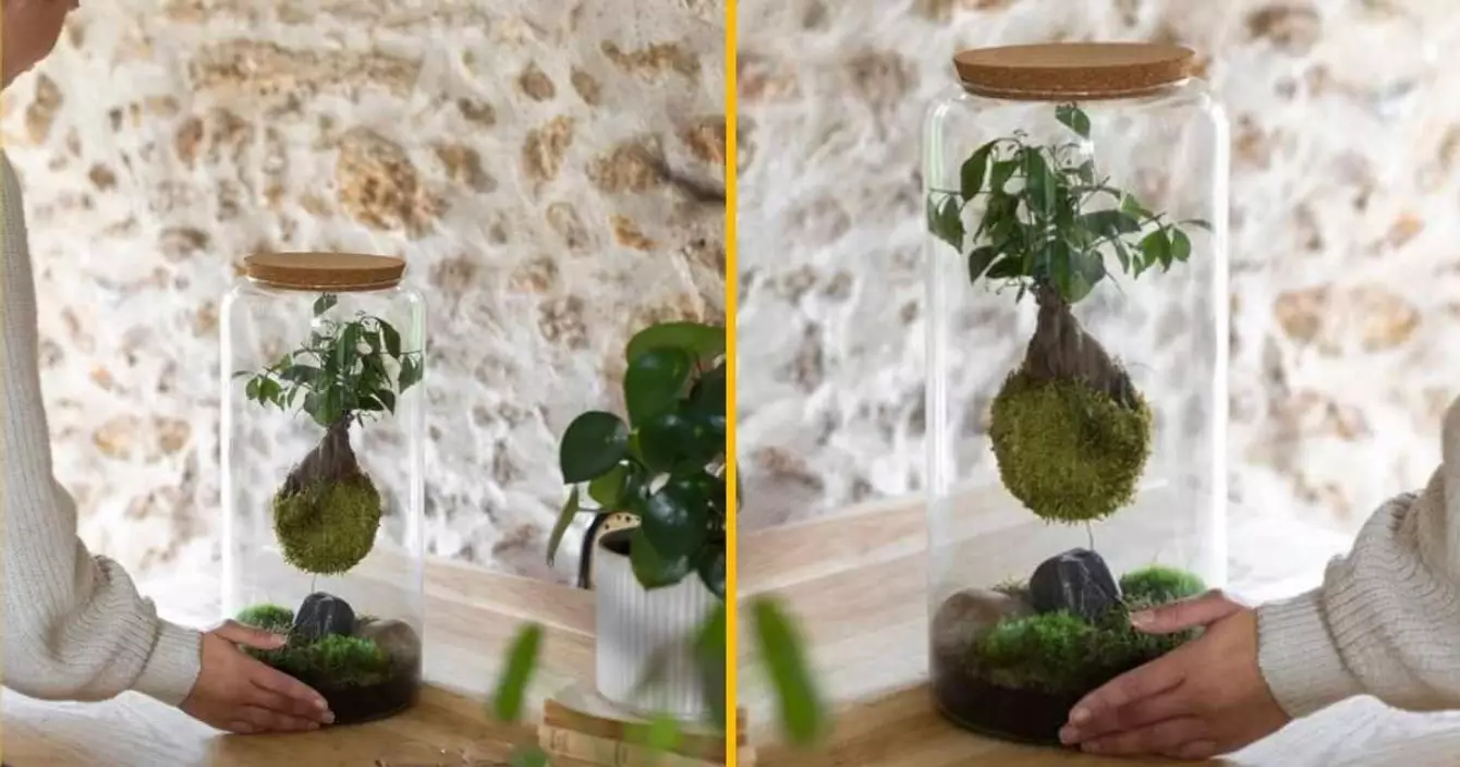 terrarium-suspendu-avatar