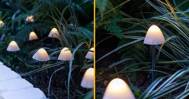 champignons-lumineux