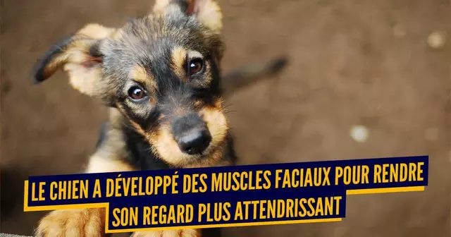 MANIPULATION ANIMAUX (1)