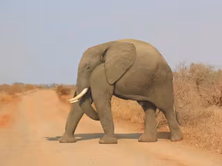 elephant-sans-cou
