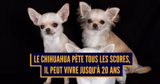 une-chiens-vieux