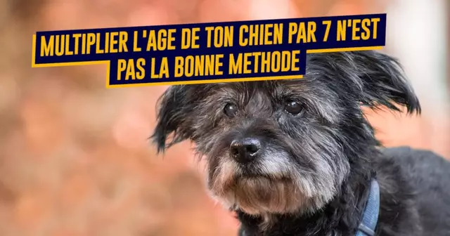 une_chiens_age